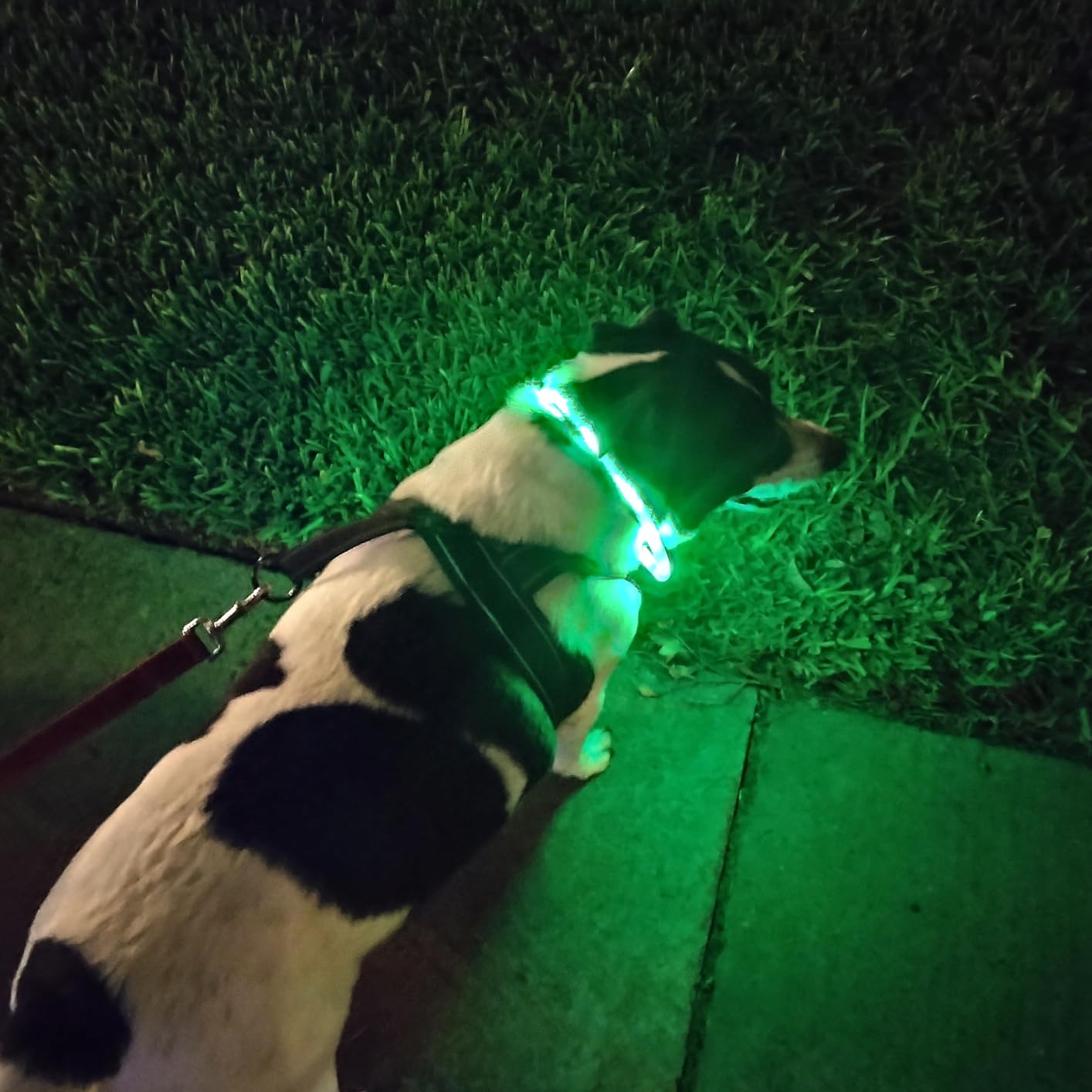 ซิลิโคน LED ปลอกคอสุนัข,ชาร์จ  - Dog Muzzle Silicone บทวิจารณ์และราคา